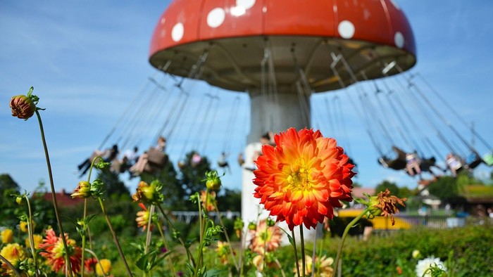 Blühende Dahlie vor einem Pilz-Kettenkarussell im Freizeitpark