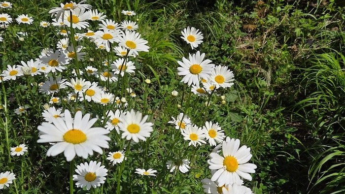 Margeritenbeet im Paulusgarten