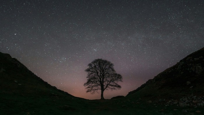 Ein einsamer Baum zwischen zwei Hügeln bei Nacht 