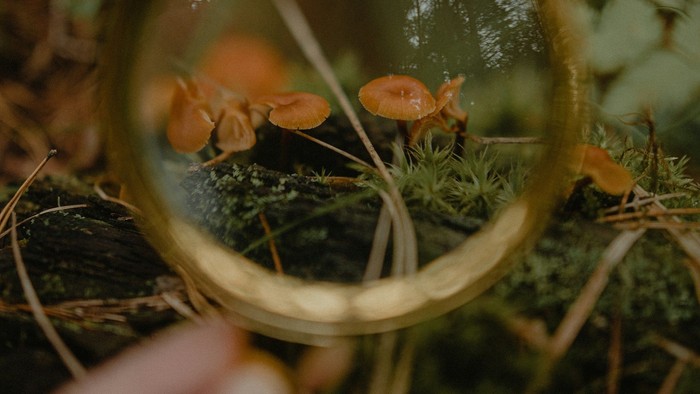 Pilze am Waldboden, durch eine Lupe gesehen