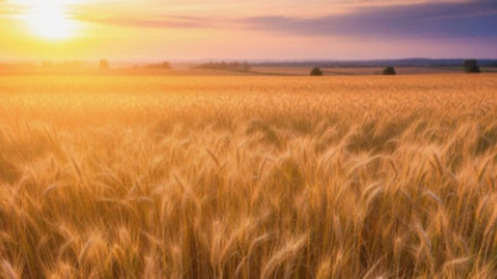 Sonne und Kornfeld