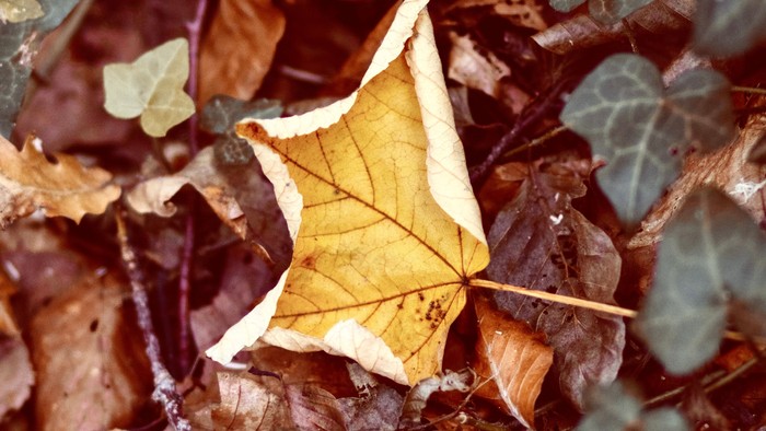 herbstliches Bild 