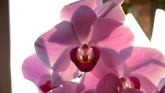 En blomst med rosa og hvide farver i naturligt lys.