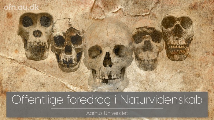 Skuller og teksten