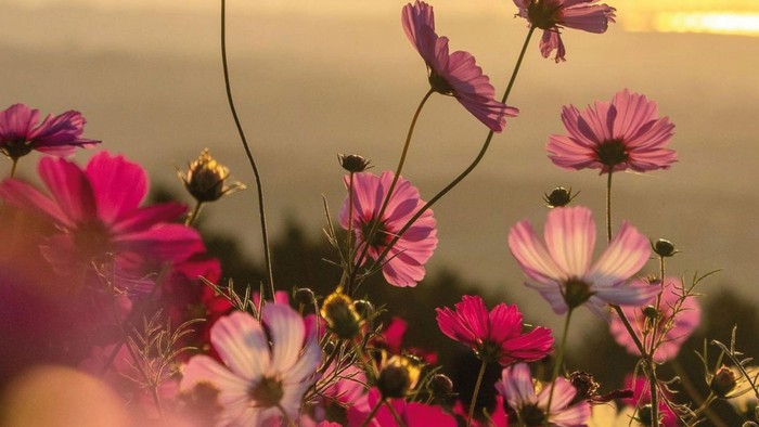 Leuchtende Kosmosblumen im warmen Licht der Abendsonne vor malerischer Kulisse.