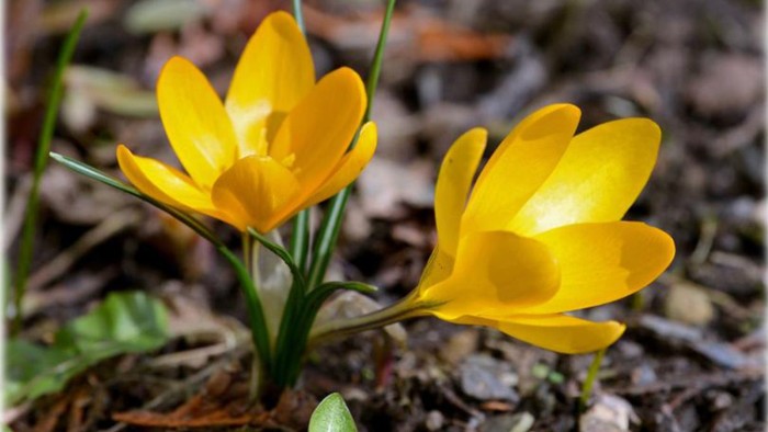 Leuchtend gelbe Krokusse, die aus der Erde sprießen, mit dem deutschen Wort *„aufblühen“*, das das Aufblühen symbolisiert.