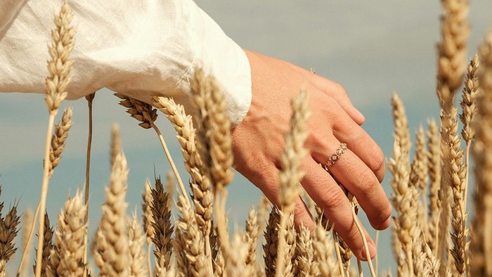 Hand streift über reifen Weizenähren