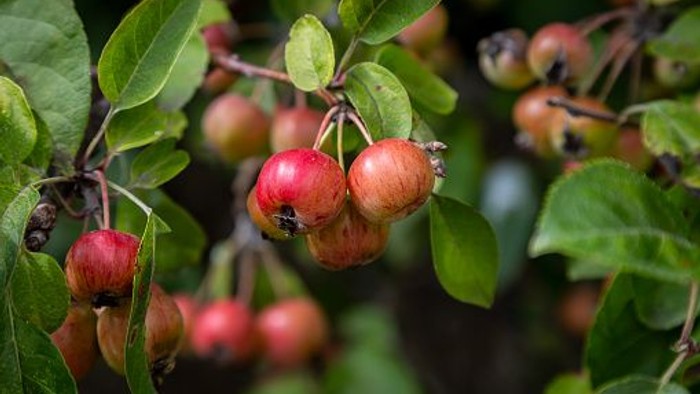 Rødgrønne blad og røde bær på en gren