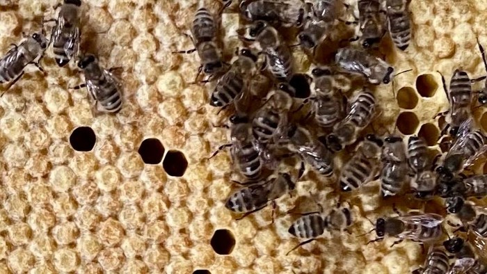 Ein Bienenstock mit zahlreichen Bienen auf den Waben.
