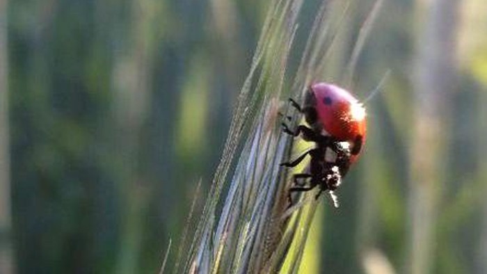 Marienkäfer im Sonnenschein.