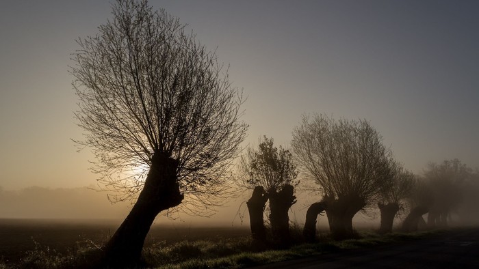 Eine Reihe Kopfweiden im abendlichen Nebel