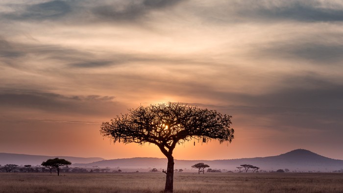 Ein Baum steht einsam in einer Savanne bei Sonnenuntergang