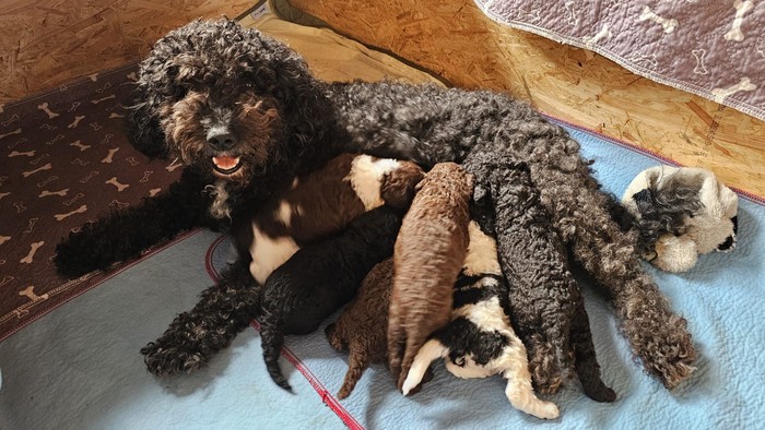 Ein schwarzer Hund liegt mit seinen Welpen auf einer Decke.