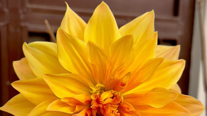 En stor gul blomst i en vase.