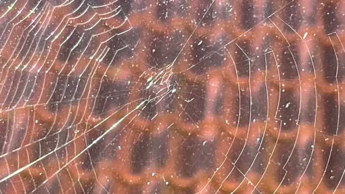 Ein Netz mit feinen Fäden und Tautropfen.