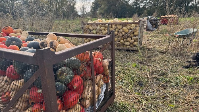 Überdachter Lagerplatz mit verschiedenen Gemüsesorten und Holzstapeln im Freien