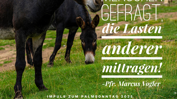 Zwei Esel stehen zusammen auf einer grasbewachsenen Wiese mit Bergen im Hintergrund.