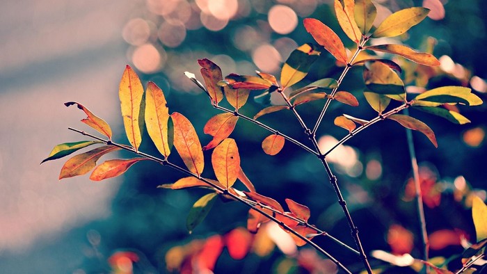Ein Zweig mit herbstlichen Blättern vor einem unscharfen grünen Hintergrund