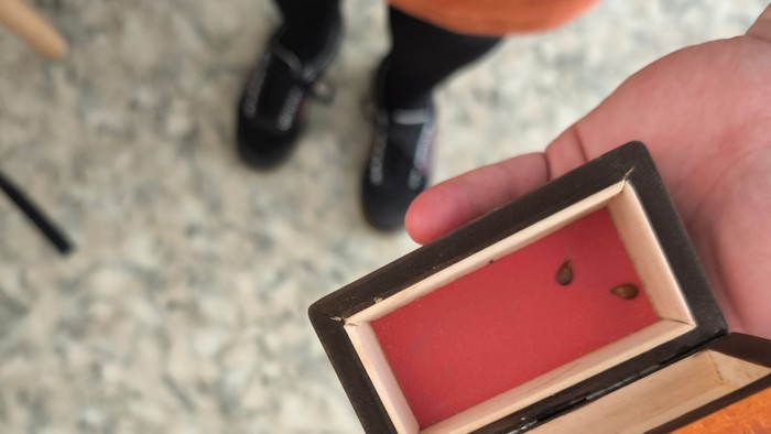 Zwei Apfelkerne in einem kleinen Kästchen, von einer Hand gehalten.