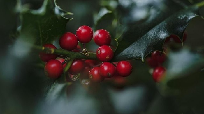 Rote Beeren an einem grünen Zweig mit Blättern.