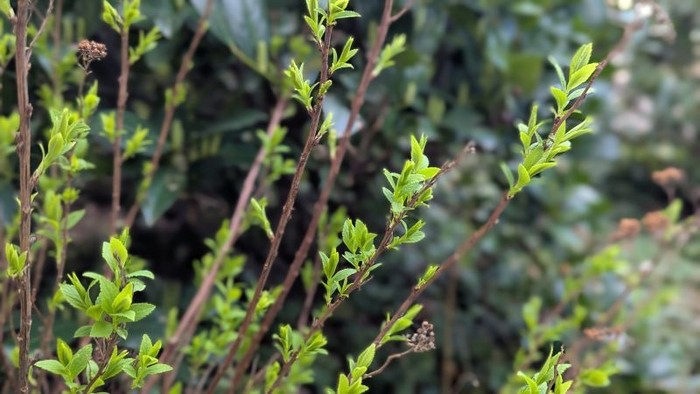 Neue grüne Triebe, die aus holzigen Ästen in einem üppigen, saftig grünen Hintergrund sprießen.