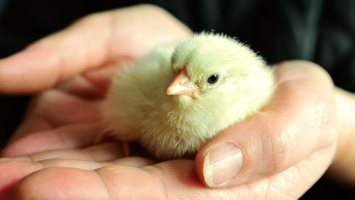 Küken in der Hand eines Menschen