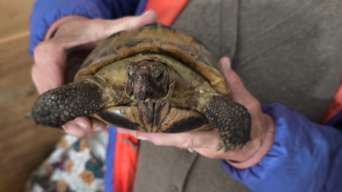 Person hält eine Schildkröte mit Beinen, Kopf und Panzer in die Kamera