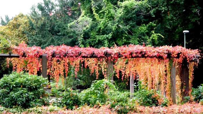 Beim Pilgern im Pott im Herbst genießen die Teilnehmenden besonders die Farben des Herbstes auf dem Weg.