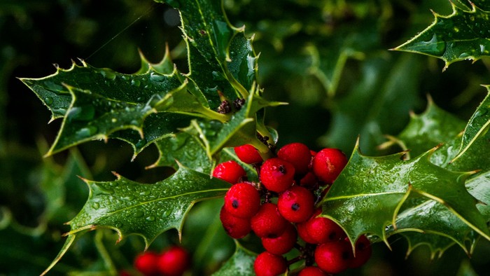 En grønne blade og røde bær.