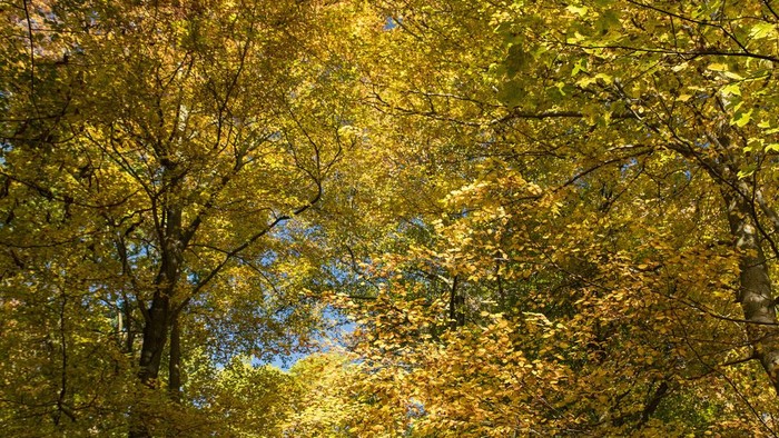 Leuchtend gelbes Herbstlaub. Blick hoch durch die Bäume.