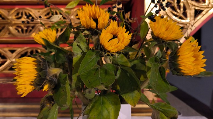 Strauß mit gelben Sonnenblumen und grünen Blättern in weißer Vase auf vergoldetem Altar.