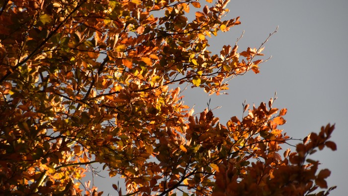 Ein Baum mit herbstlichen, orangen Blättern vor einem klaren blauen Himmel