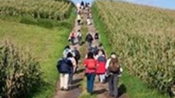 Menschen, die auf einem Feldweg durch ein Maisfeld gehen.
