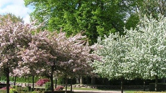 Sti kantet af blomstrende træer og velplejede hække