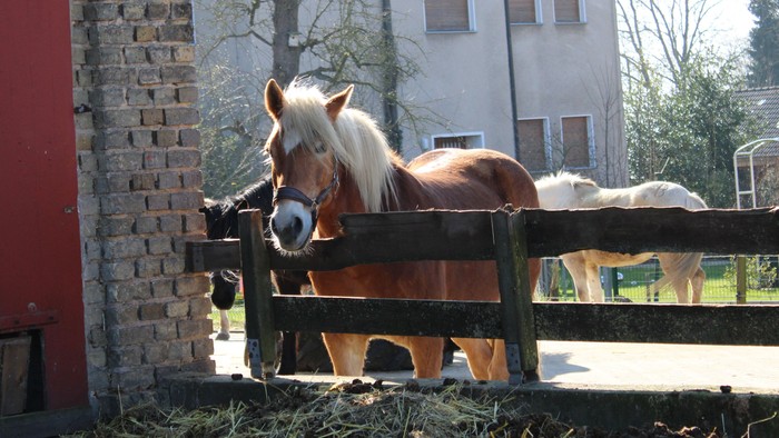 Ein braunes Pferd steht hinter einem Holzzaun vor einem Ziegelgebäude mit roter Tür.
