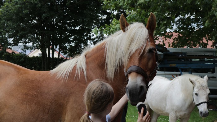 Ein Mädchen streichelt zwei Pferde auf einer Wiese.