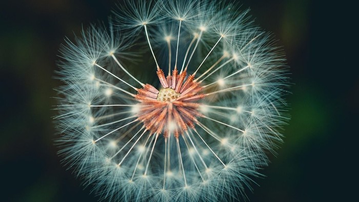 Tæt på-billede af en mælkebøttes frøstand med lys midte, omgivet af bløde, fjerlette frø.