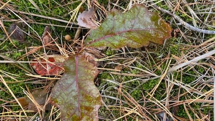 kleine Eiche auf Waldboden