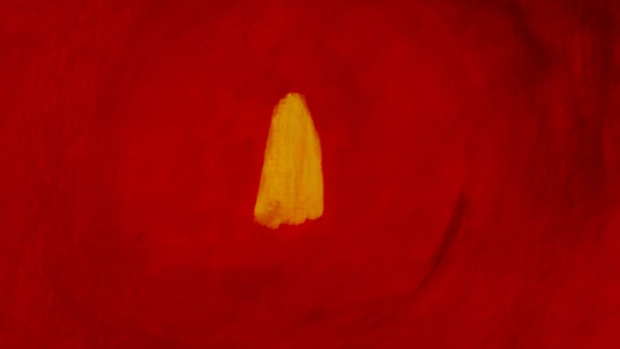 Ein kleines gelbes Objekt auf rotem Hintergrund.