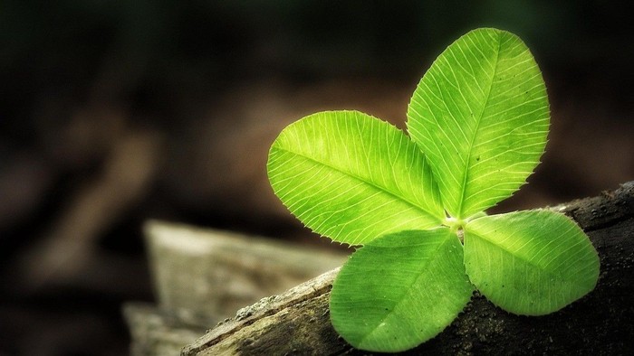 Ein hellgrünes Kleeblatt, das aus einem Stück Holz wächst.