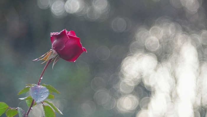Blühende Rose vor Lichtpunkten