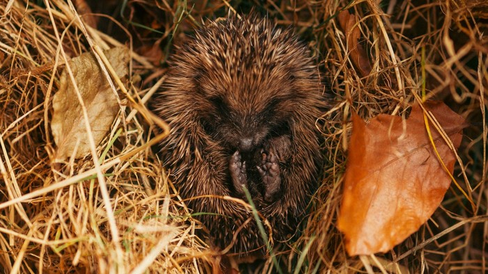 Ein Igel schläft in trockenem Stroh