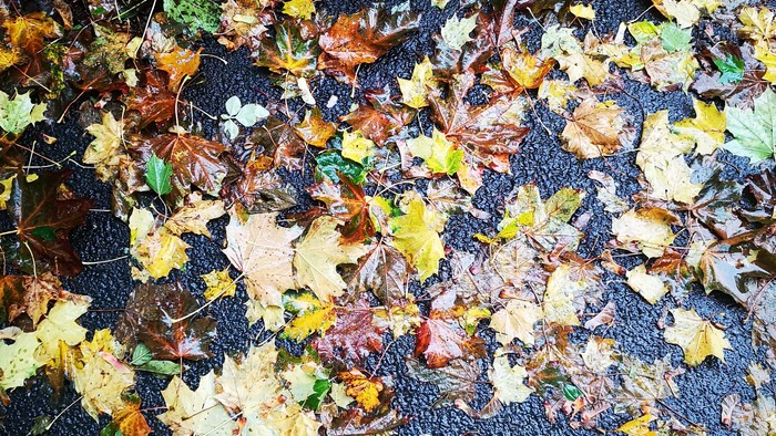 Autumnblade på asfalt.
