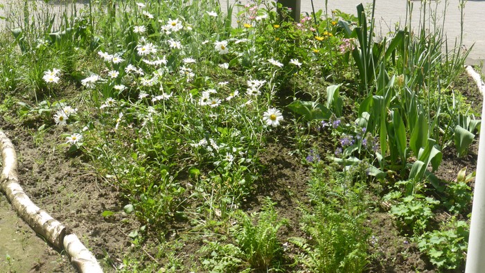 Blumen auf eine Stadtfläche
