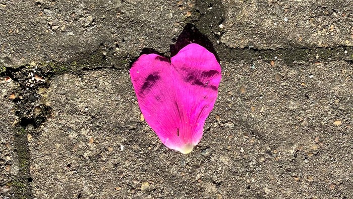 En rosa papirhjerte er fastnet på en mur.