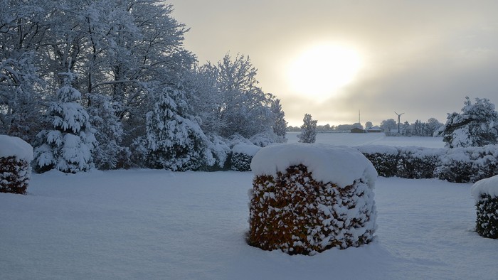Buske og træer dækket af sne med solen, der skinner igennem.