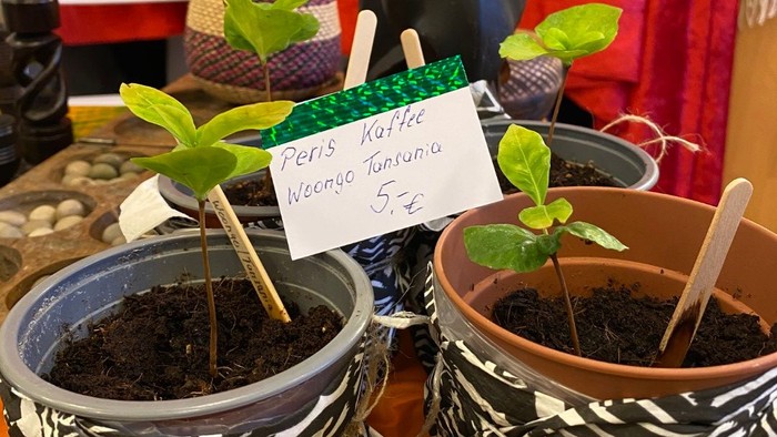 Kleine Kaffeepflanzen in drei Blumetöpfen