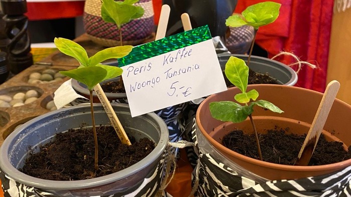 Kleine Kaffeepflanzen in  drei Blumetöpfen