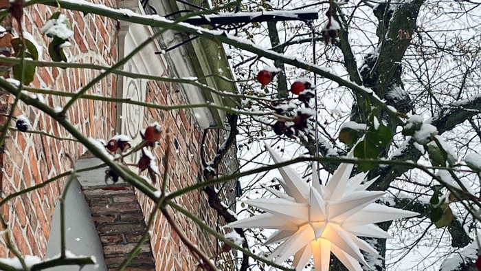 Weihnachtsstern an einem schneebedeckten Baum