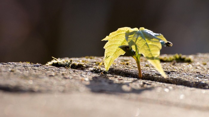 Kleiner Ahorn Sämling in Nahaufnahme vor dunklem Hintergrund.